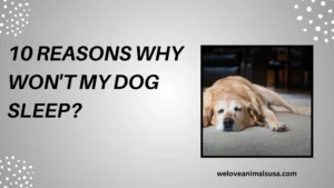 10 Reasons Why Won'T My Dog Sleep