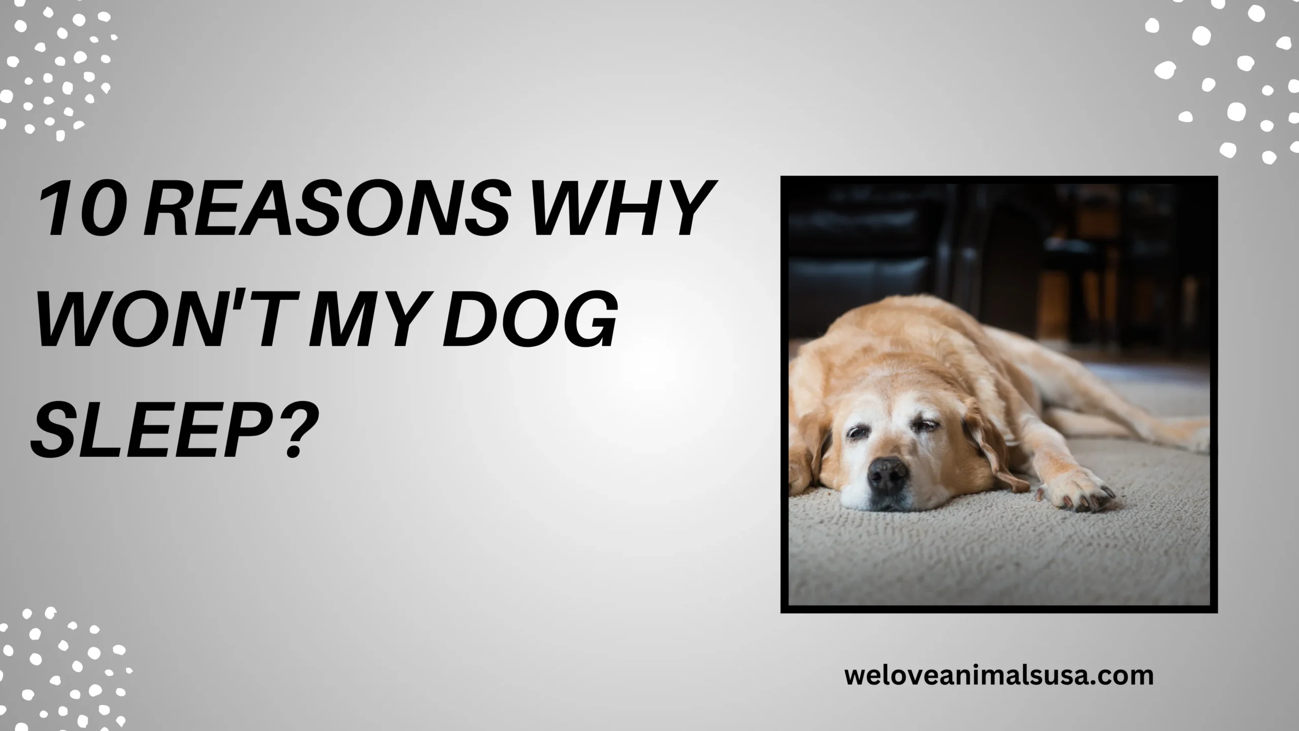 10 Reasons Why Won'T My Dog Sleep