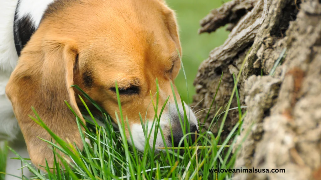 10 Reasons Why is my dog eating grass