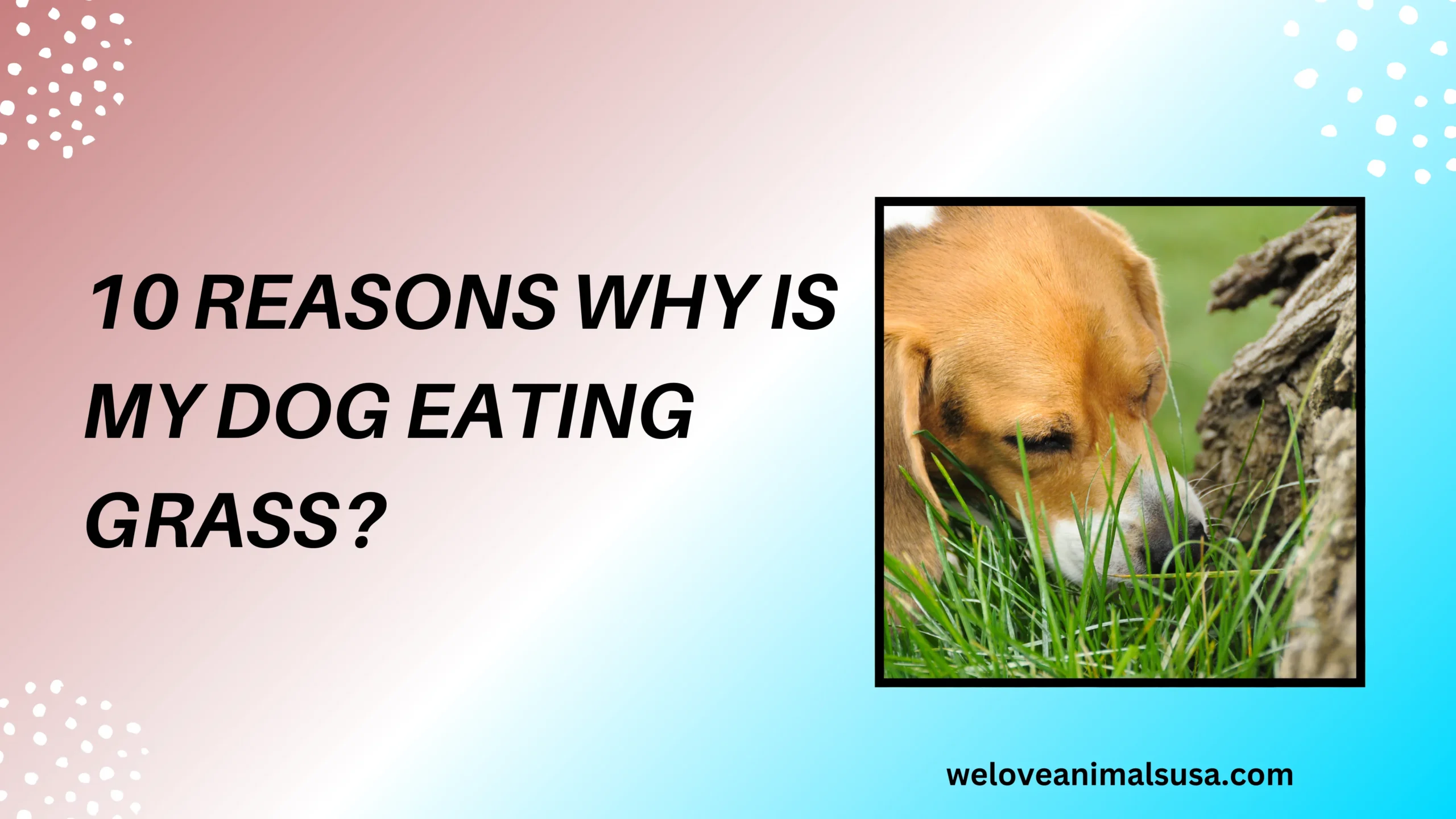 10 Reasons Why is my dog eating grass