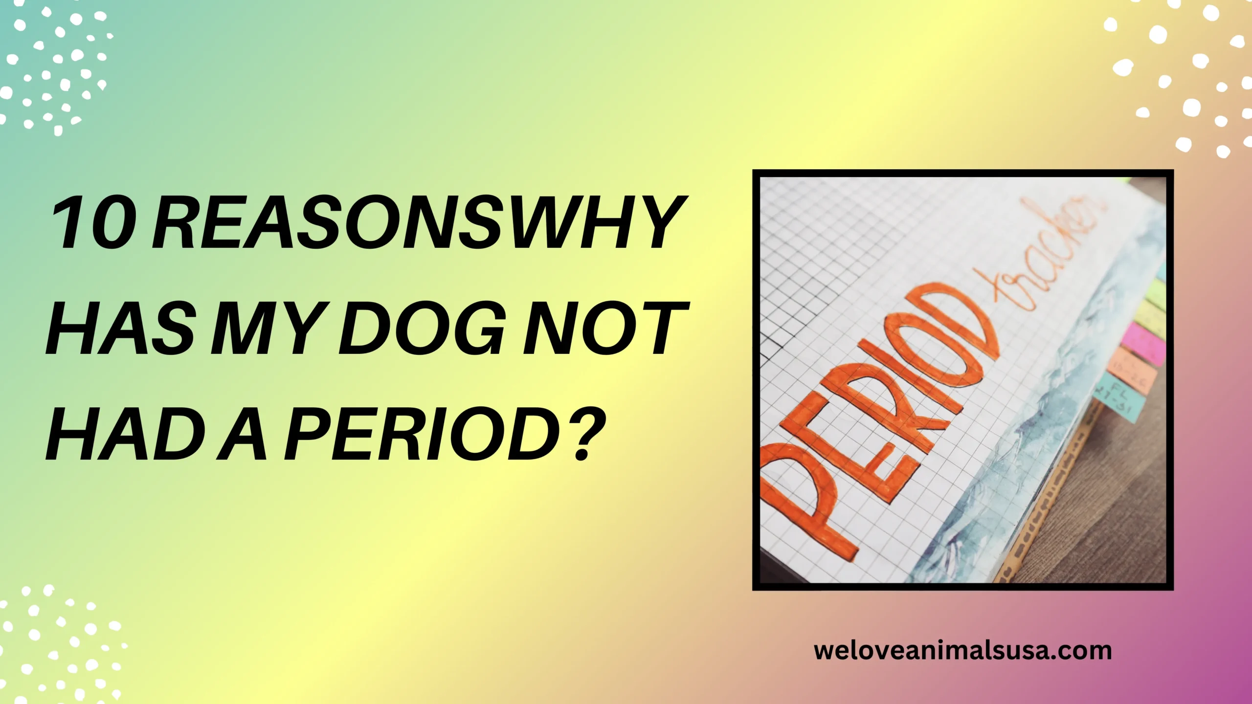 10 Reasonswhy Has My Dog Not Had A Period