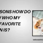 How Do I Know Who My Dog'S Favorite Person Is
