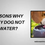 Why Will My Dog Not Drink Water