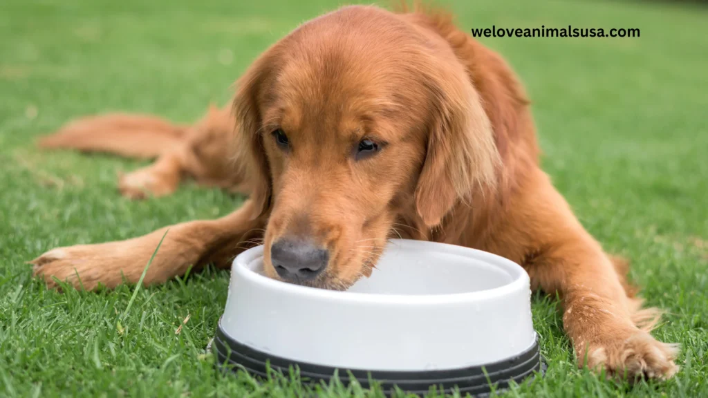 Why Will My Dog Not Drink Water