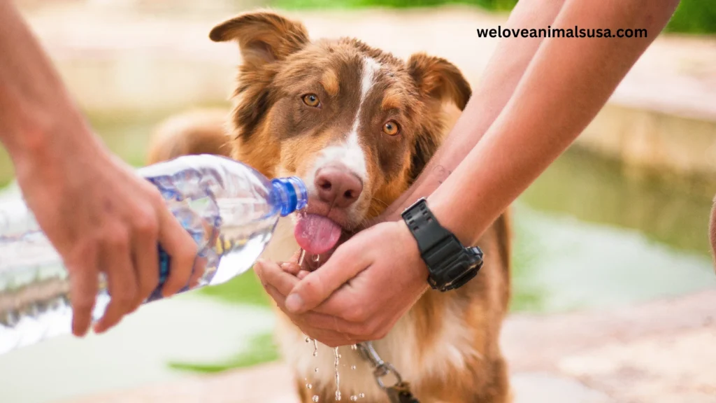 Why Will My Dog Not Drink Water