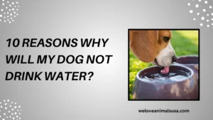 10 Reasons Why Will My Dog Not Drink Water? (Answered) Why Will My Dog Not Drink Water