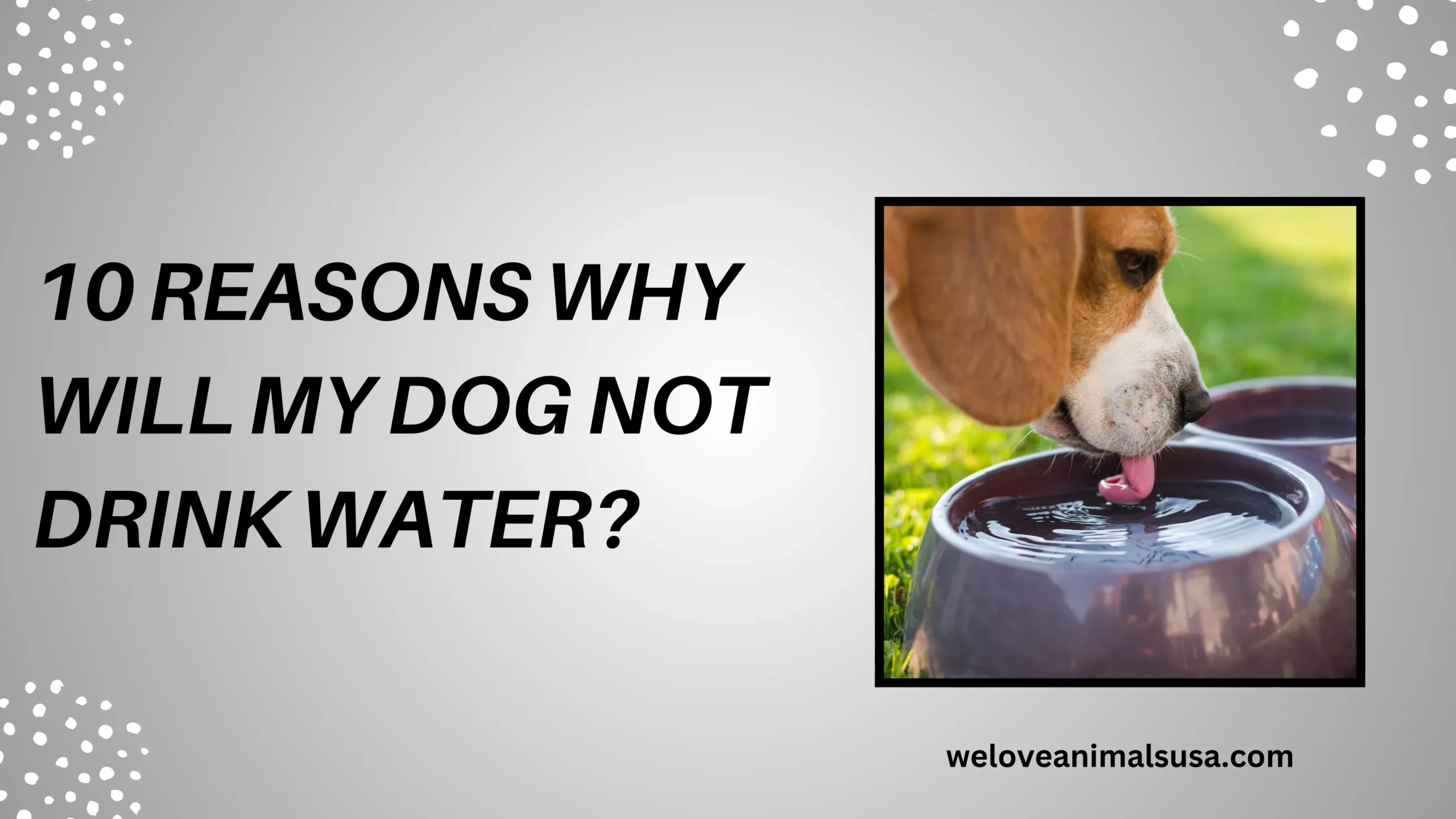 Why Will My Dog Not Drink Water