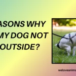 Why Will My Dog Not Poop Outside