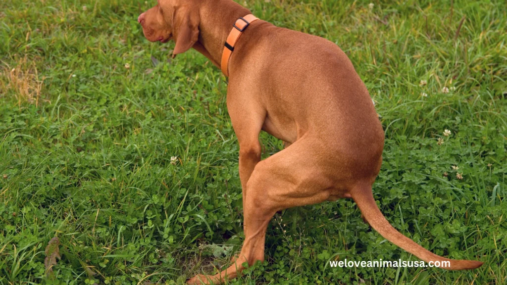 Why Will My Dog Not Poop Outside