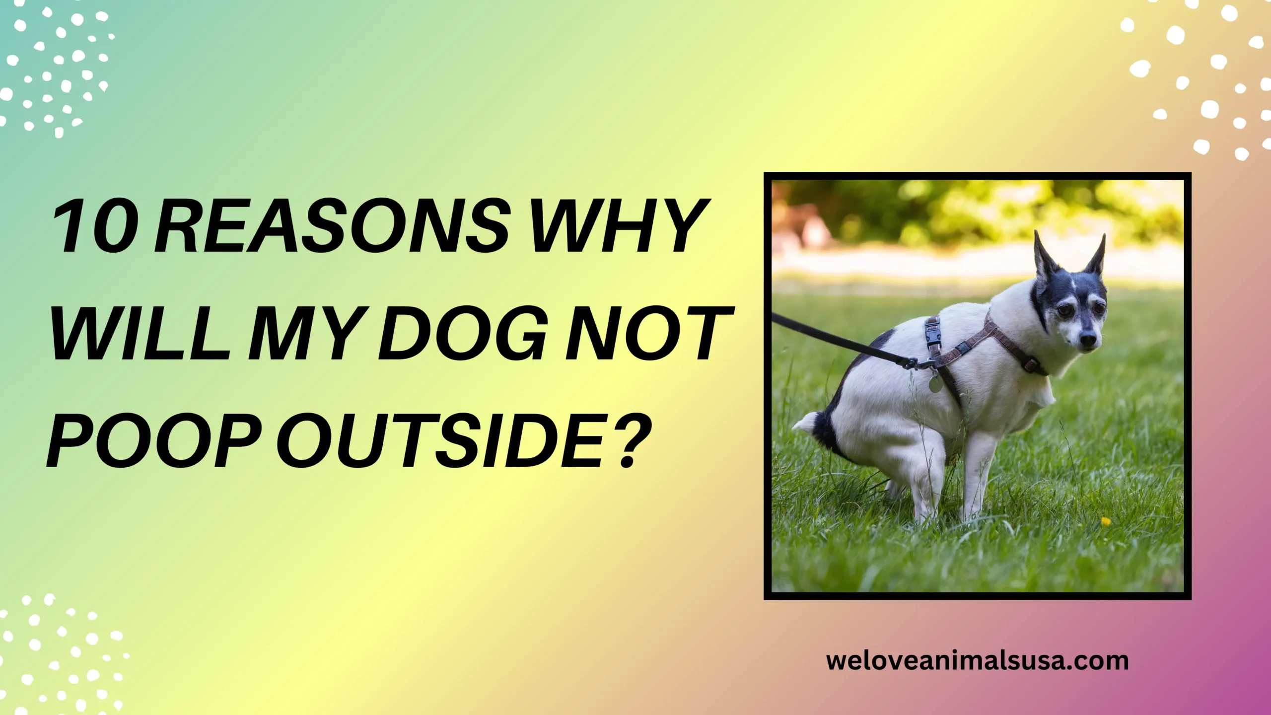 Why Will My Dog Not Poop Outside