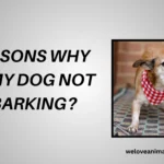 Why Will My Dog Not Stop Barking
