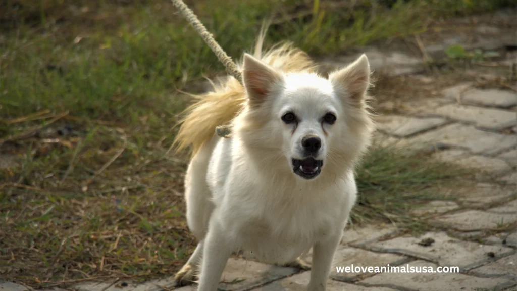 10 Reasons Why Will My Dog Not Stop Barking? (Answered) 2 Why Will My Dog Not Stop Barking