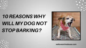 Why Will My Dog Not Stop Barking