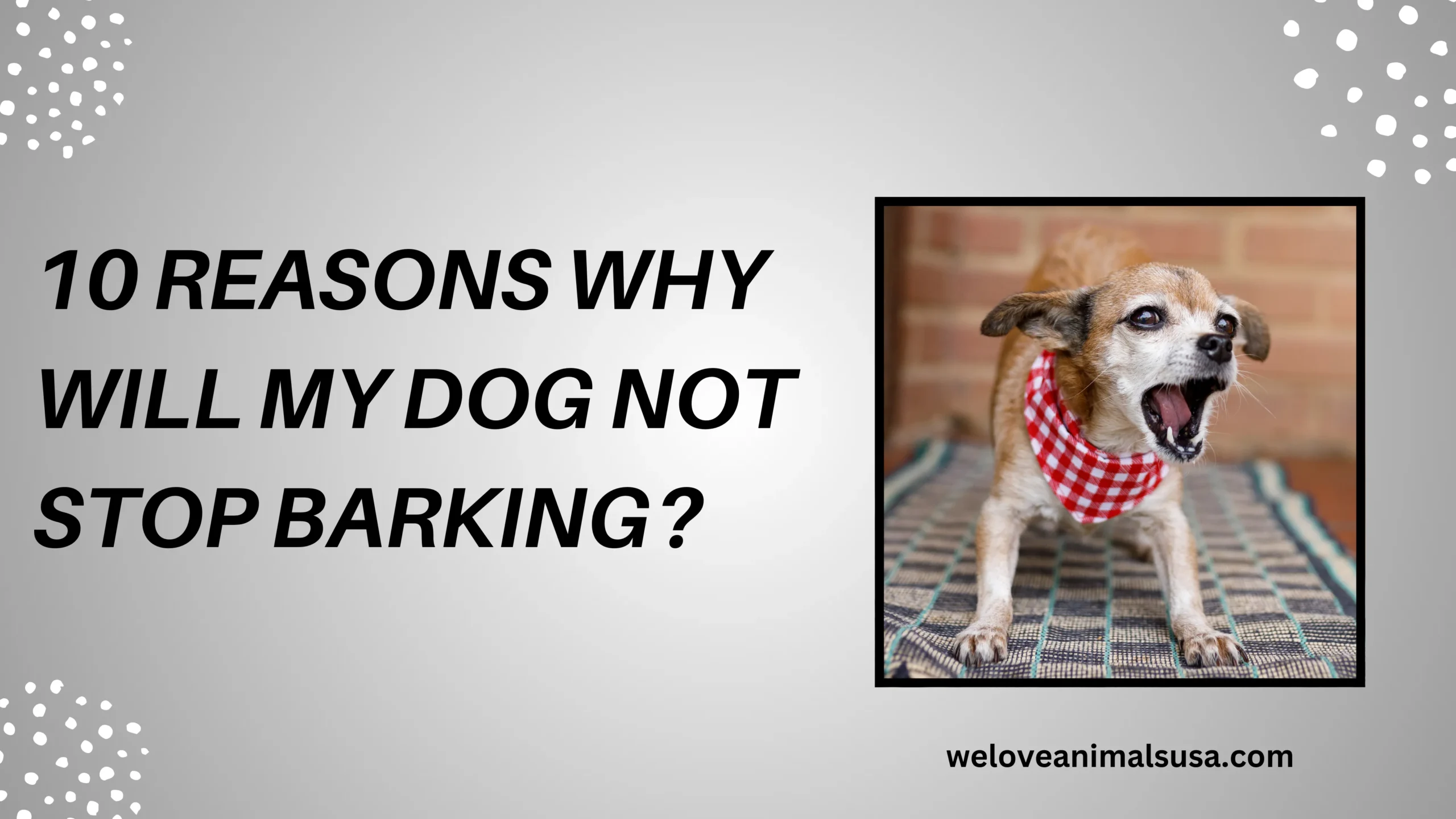 Why Will My Dog Not Stop Barking
