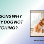 Why Will My Dog Not Stop Itching