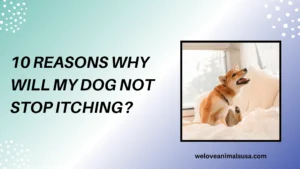 Why Will My Dog Not Stop Itching