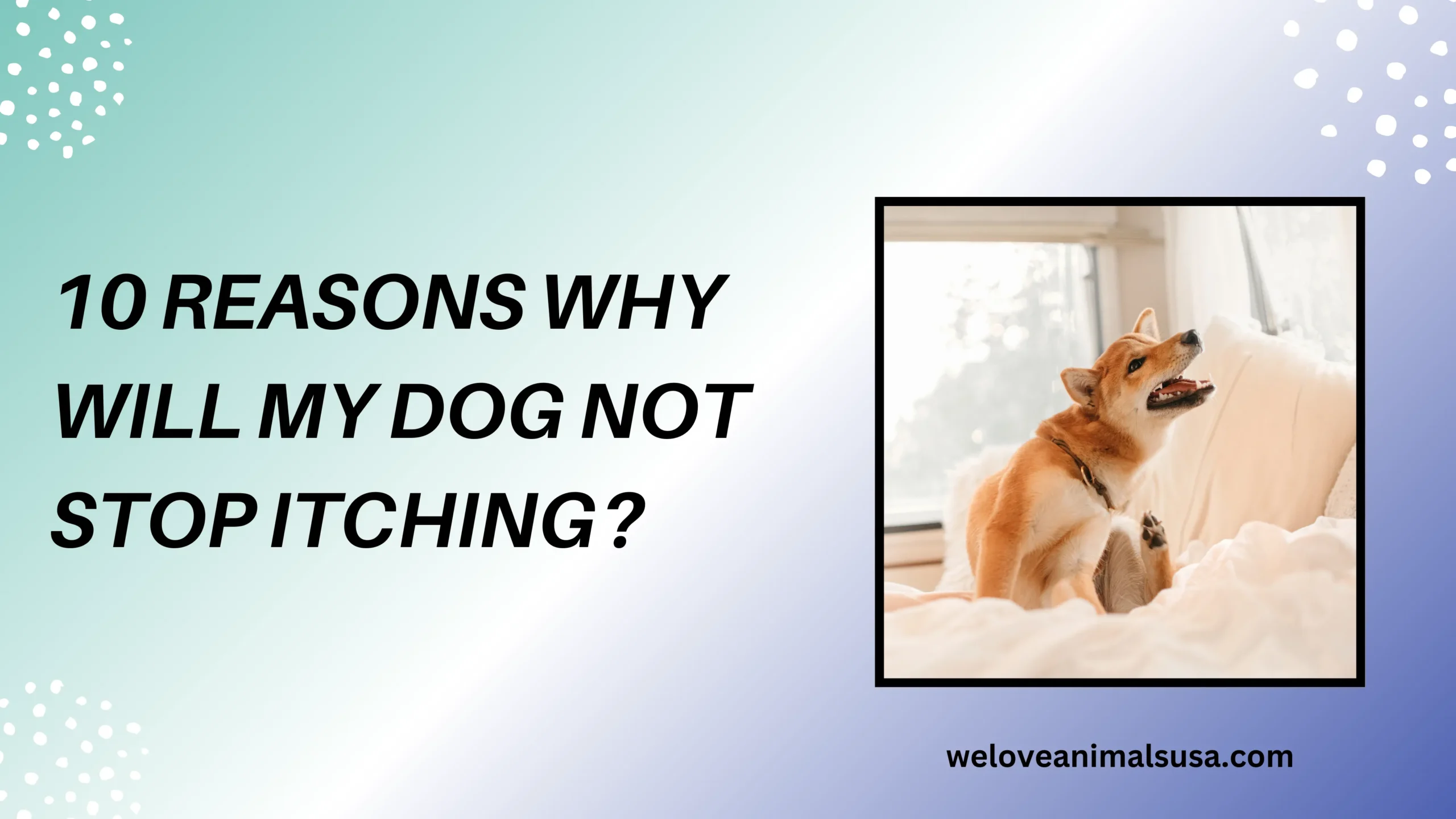 Why Will My Dog Not Stop Itching