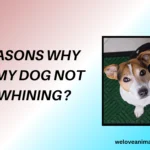 Why Will My Dog Not Stop Whining