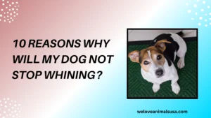 Why Will My Dog Not Stop Whining