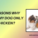 Why Will My Dog Only Eat Chicken