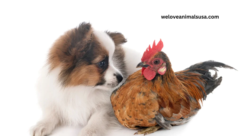 Why Will My Dog Only Eat Chicken