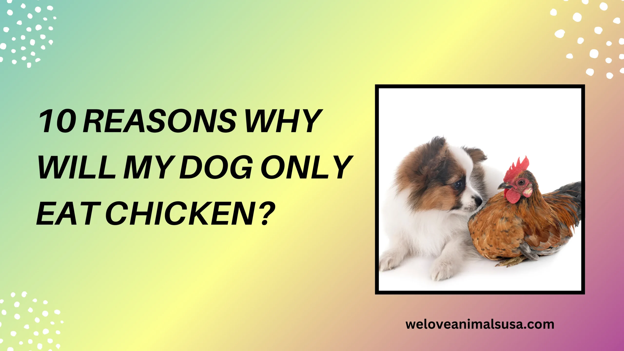 Why Will My Dog Only Eat Chicken